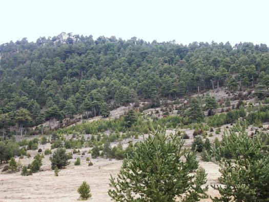 gestion_f_sostenible gestion_sostenible