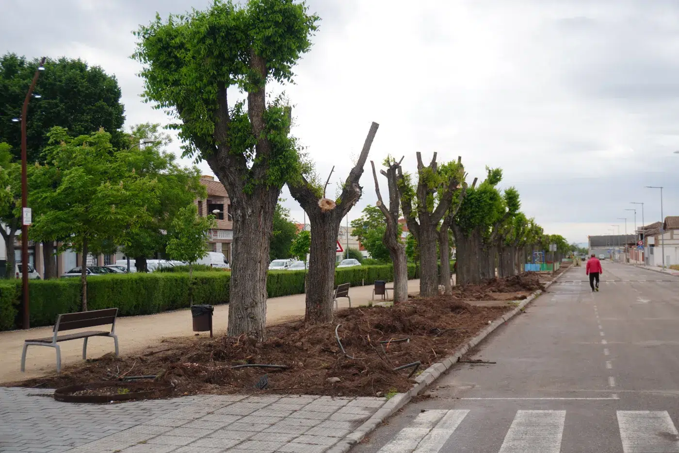 sustitución del césped en El Paseo de Torrijos