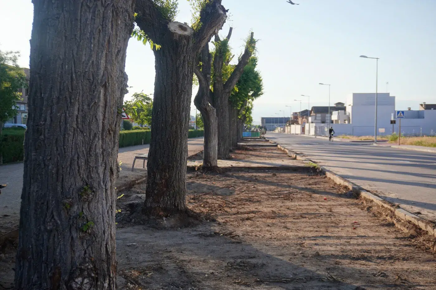 sustitución del césped en El Paseo de Torrijos. (2)