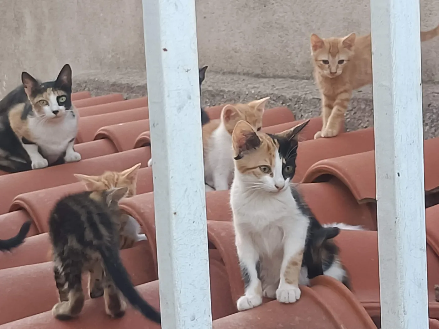 otero gatos01