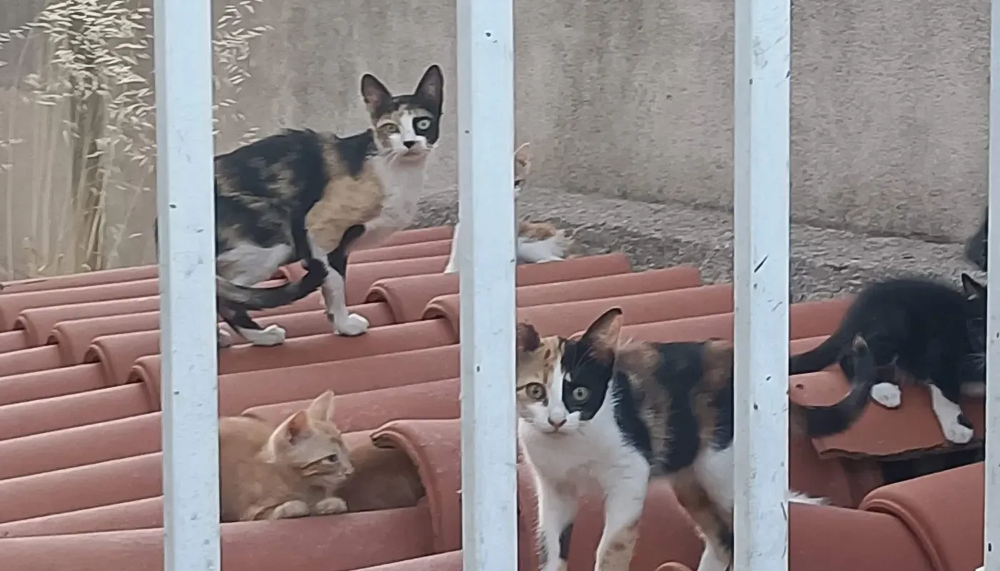 Colonias felinas de Otero atendidas dentro de las actuaciones municipales de control, alimentación y bienestar animal.