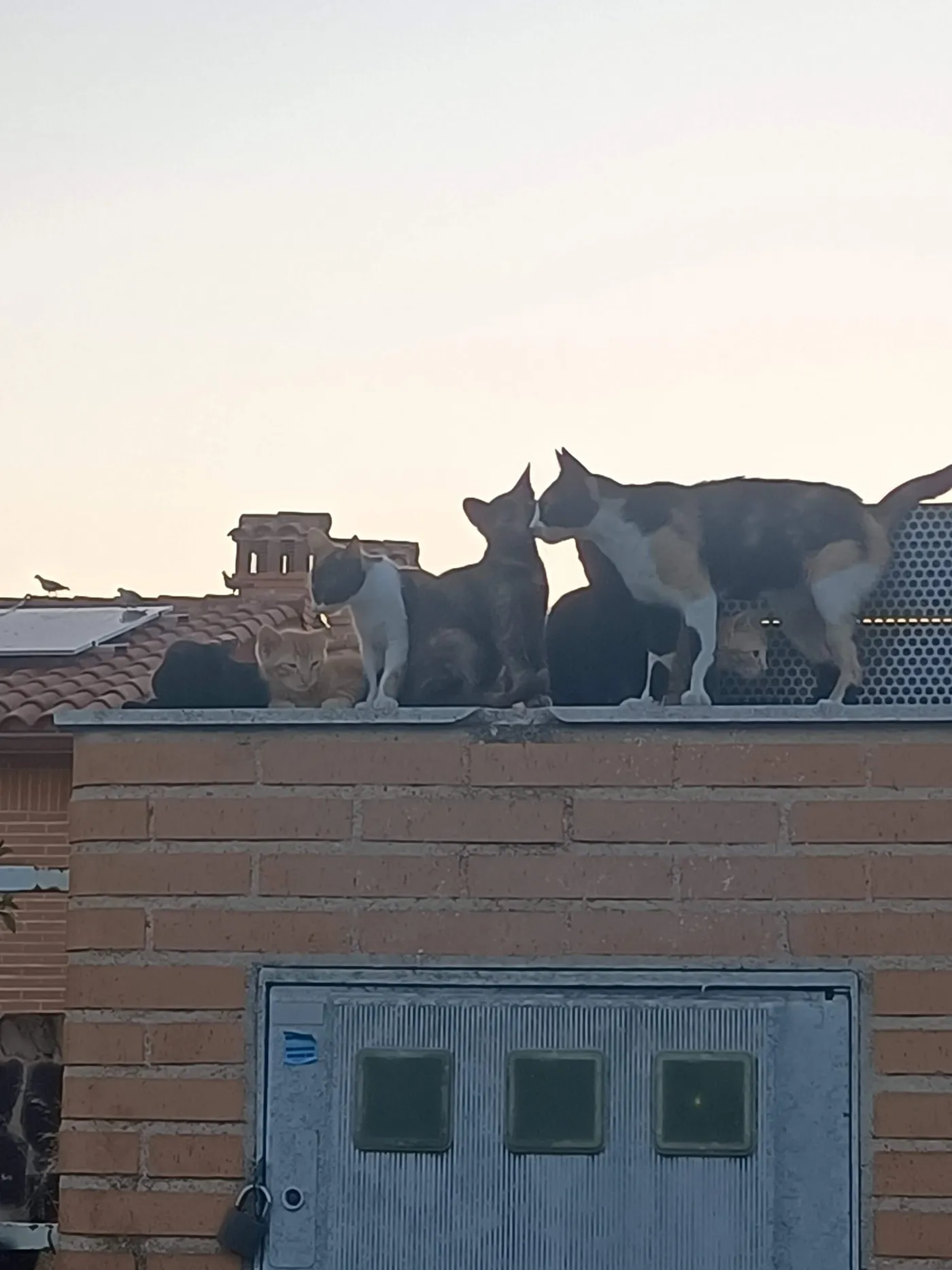 otero gatos03