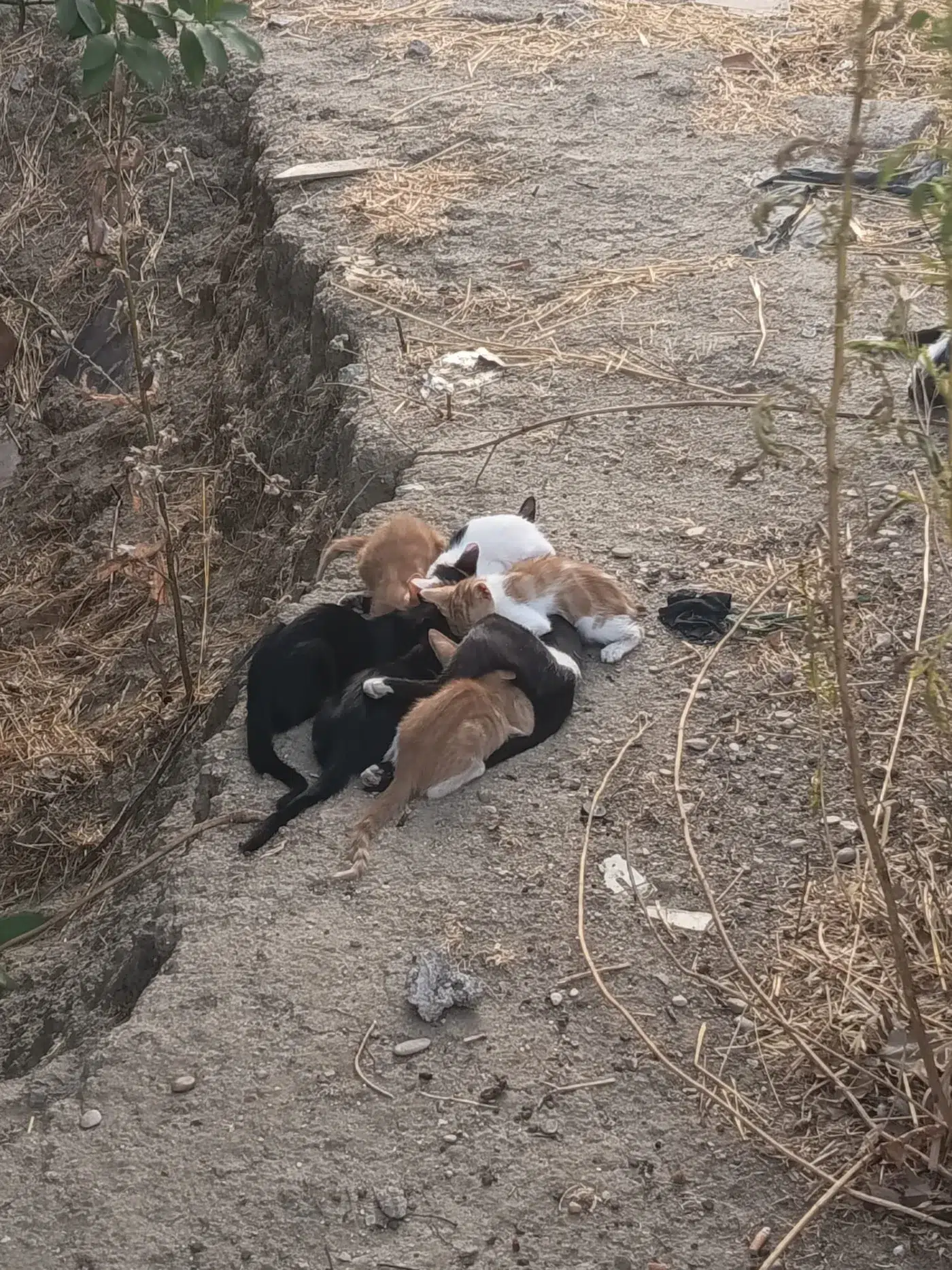 otero gatos04